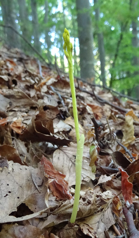 Corallorhiza trifida / Coralloriza